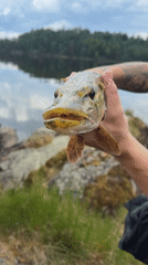 Angler displays caught Northern Pike in Norway