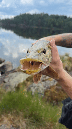 Angler displays caught Northern Pike in Norway