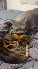 Ordinary moments: cats grooming, teens playing soccer, woman on street