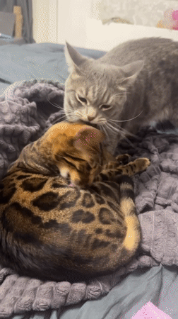 Ordinary moments: cats grooming, teens playing soccer, woman on street