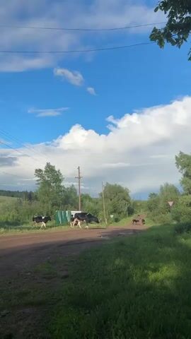 The video shows a group of cows crossing a dirt road in a rural area. The cows are mostly black and white. A man walks alongside them. The environment includes trees, green grass, telephone poles, and a bright sky with clouds.  A road sign is visible in the distance.