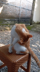 Cat grooming and daily life captured in Baron, Indonesia