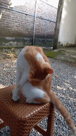 Cat grooming and daily life captured in Baron, Indonesia