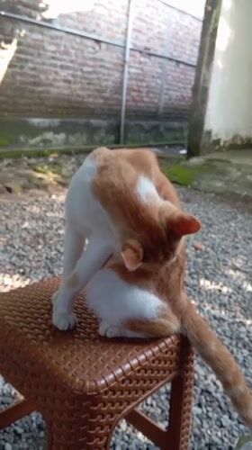 Cat grooming and daily life captured in Baron, Indonesia
