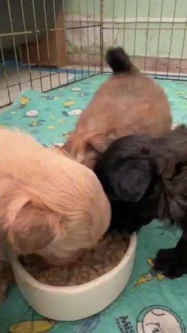 The video shows four puppies eating from a white bowl filled with kibble. The puppies are a mix of light brown and black colors. One light brown puppy is on the left, its head down in the bowl. A black puppy is in the middle, also eating. Another light brown puppy is visible behind the black puppy, its head also in the bowl. A fourth puppy, mostly out of frame, appears to be behind the black puppy and is likely also eating. The puppies are on a teal blanket with cartoonish drawings of animals and rockets. In the background, there is a wire enclosure and a hint of a wooden structure. The lighting is dim.