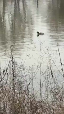 The video shows a duck swimming in a lake. The duck is in the center of the frame and is moving from right to left. In the foreground, there are dry plants. The water reflects the sky and the surrounding trees. The overall tone of the video is peaceful and serene.