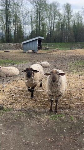 The video shows a group of sheep in a fenced enclosure. Two sheep stand in the foreground, facing the camera. Both have dark brown faces and light brown wool. Behind them, several other sheep are lying down. There is a small, shed-like structure in the background and a line of trees. The ground is covered with hay and dirt. The weather appears overcast.