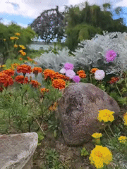 Late summer garden in Tczew, full of color and detail