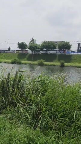 The video begins with a view of a riverbank covered in tall green grass and reeds. The river is calm with a few ripples on the surface. Across the river, there is a grassy slope leading up to a road with trees, buildings, and utility poles lining it. The sky is overcast and bright. The camera then pans to the left, revealing a paved path next to the river. The path is divided into two sections: one in red and one in green, separated by white lines. A person is riding a bicycle on the red section of the path, moving away from the camera. In the background, across the grassy area from the path, there is a parking lot with several cars and more trees. The overall scene is an outdoor environment, likely a park or recreational area alongside a river.