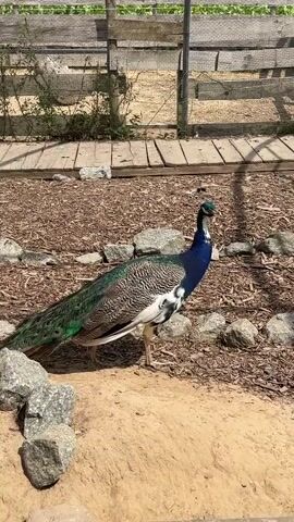 A peacock stands on a sandy and mulched ground in an outdoor enclosure. The peacock has a blue neck and head with a crest, a grey body with white markings, and a long tail with green and blue iridescent feathers. In the background, there is a wooden fence and some plants. The video is a still shot of the peacock, with no movement.