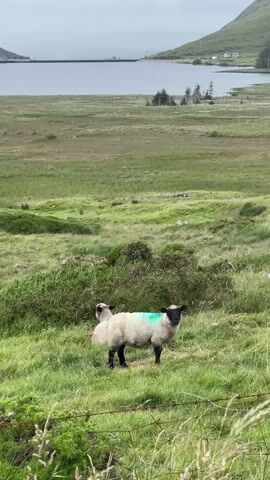 This is a vertical, medium shot video of a sheep in a field, with a body of water and hills in the background. The sheep is facing the camera and has a green marking on its back. The field is lush and green, with some patches of darker green vegetation. The body of water appears to be a loch or bay, and the hills are covered in green grass. The sky is overcast, suggesting a cloudy or rainy day. The overall scene is pastoral and serene, characteristic of the Scottish Highlands or similar rural landscapes. There is no visible text in the video. The time of day appears to be daytime. The location is inferred to be Newry, United Kingdom, based on the provided context. The sheep appears calm and undisturbed. The focus is on the sheep and its natural surroundings.