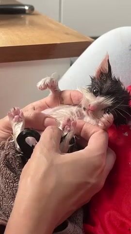 A pair of hands gently cradles a very small, wet kitten. The kitten has black and white fur, with black markings around its eyes and ears. Its fur is matted and appears damp. One of the kitten's front paws is held open by a finger, revealing its small pink toe beans. A black band is visible around the kitten's hind leg. The hands are holding the kitten over a brown towel, and a red fabric is visible in the background. The environment appears to be indoors, with a wooden surface and white cabinetry visible.