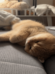 Cat sleeps peacefully on couch in Odintsovo home