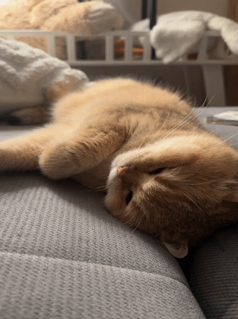 Cat sleeps peacefully on couch in Odintsovo home