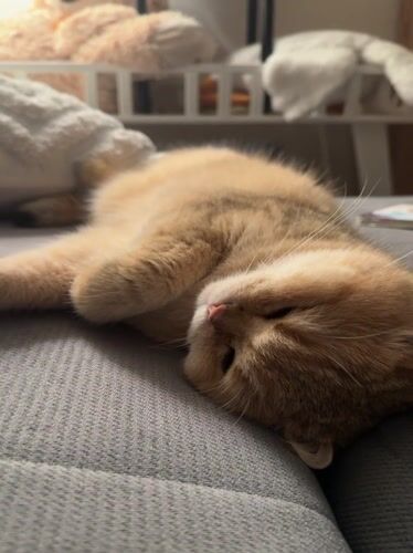 Cat sleeps peacefully on couch in Odintsovo home