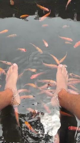 The video shows a pair of bare feet submerged in a pool of water. Numerous small, orange and pink fish are swimming around the feet, appearing to nibble at the skin. The water is murky, and the pool's edge is lined with a black mesh material. The perspective is from above, looking down at the feet and the surrounding fish.