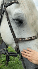 Quiet countryside moments captured in Bogolyubovo with horses, crafts