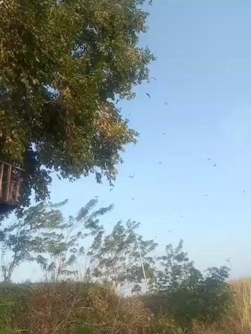 The video shows a wide shot of a tree with green leaves against a clear blue sky. Below the tree, there are several smaller trees and bushes that appear to be swaying in the wind. Several small dark objects, likely birds, are visible flying in the sky. The lighting suggests it is daytime, possibly late afternoon.