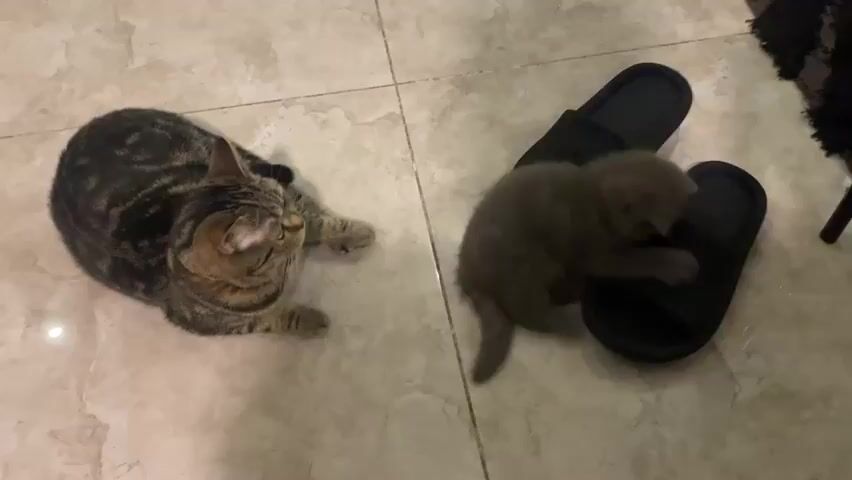 A tabby cat lies on a tiled floor looking to the right. A small grey kitten is on a black slipper, its head resting on the slipper. The kitten appears to be trying to get comfortable or is playing with the slipper. The floor is light-colored with a tile pattern.