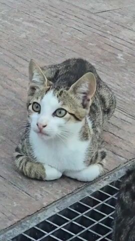A tabby and white cat is lying down on a wooden surface. The cat has green eyes and is looking to its left. There is a metal grate in the foreground of the image.