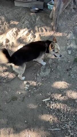 A medium shot, high-angle video captures a dog with tan and black fur standing on a dirt and rocky ground. The dog is tethered by a chain to a thick wooden post. Sunlight casts dappled shadows on the ground, suggesting it is a bright, sunny day. The setting appears to be an outdoor area, possibly a yard or a rural enclosure, with a rustic wooden structure and rocks visible in the background.

The dog, facing the camera, exhibits alert body language with its tail wagging slightly and ears perked. Its expression is curious and engaging, as it seems to be interacting with the person filming. In the foreground, the corner of a blue shoe is visible, indicating the presence of a person holding the camera. A single fallen leaf lies on the ground near the dog. A small white bone is also visible on the ground.

The activity taking place is an interaction between a dog and a person. The dog's focus is on the camera or the person behind it, and its demeanor suggests a friendly or curious disposition. No text is visible in the video. The location context of Zlatograd, Bulgaria, places this scene in a specific geographical area.