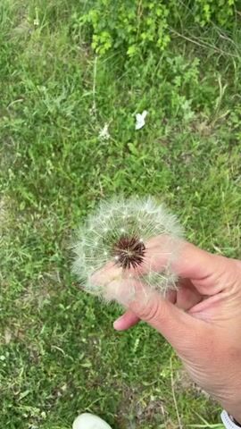 Here's a description of the video:

The video shows a hand holding a dandelion seed head against a background of green grass and foliage. The hand is fair-skinned. The dandelion seed head is mostly intact, with many of the white, fluffy seeds still attached. The person in the video blows on the dandelion seed head, scattering the seeds into the air. The stem of the dandelion is visible and has a reddish tint towards the base. The video is shot from a first-person perspective, looking down at the hand and the dandelion.