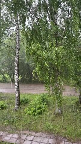 The video captures a rainy day scene in a natural setting. The primary subjects are several birch trees with their distinctive white and black bark, their green leaves swaying gently in the breeze. In the foreground, a paved pathway, likely made of square tiles, is wet from the rain, with water pooling in some areas. Lush green grass and bushes surround the trees and the pathway.

The background reveals a dirt road or path, also appearing wet and possibly muddy due to the rain. Beyond the road, more trees and foliage create a dense, green backdrop, suggesting a wooded or park-like environment. The overall impression of the setting is one of a somewhat overcast, rural or suburban area, possibly a park or a quiet residential street.

The main activity captured is the falling rain, evident by the streaks of water visible throughout the frames. At around the 00:04 mark, a person on a bicycle comes into view, riding along the wet pathway. The cyclist is wearing a blue hooded jacket, obscuring their face and any specific details about their appearance. They are riding from left to right across the frame, their movement appearing steady despite the wet conditions.

The weather is clearly rainy, contributing to a somber or peaceful atmosphere depending on interpretation. The overcast sky, implied by the diffused light, suggests it is likely daytime, possibly morning or afternoon. The presence of trees and the natural landscape indicate a rural or semi-rural location. The visual cues point to Russia, specifically the provided location context of Шихово.

There is no visible text in the media file. The emotions evoked are primarily those associated with rain: perhaps calmness, quietness, or even a slight melancholy. The scene is tranquil, interrupted only by the gentle movement of the cyclist.