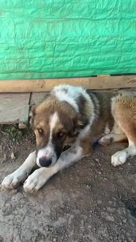 The video shows a large dog with brown and white markings. The dog is lying down on the ground in the first shot, with its head resting on its paws. In the subsequent shots, the dog gets up and walks around. The background appears to be an outdoor setting, with a green tarp and wooden planks visible. The ground is dirt and gravel.
