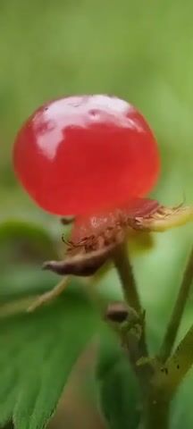 This is a very short, extreme close-up video of a single red berry on a plant stem. The berry is round and shiny, with a small indentation at the top. It is attached to the stem by a cluster of dried brown and green sepals, some of which are curled and delicate. The stem itself is green and slightly fuzzy. In the background, blurred green foliage suggests an outdoor, natural environment. The video focuses entirely on the berry and its immediate surroundings, with no people or other objects visible. The lighting appears to be natural, highlighting the vibrant red of the berry.