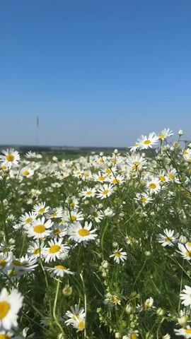 A close-up, low-angle shot of a field of white daisies under a clear blue sky. The daisies are in focus in the foreground, with their white petals and yellow centers clearly visible. The background shows a blurry expanse of more daisies and green foliage, extending towards a distant horizon. The overall impression is one of a bright, sunny day in a natural, open environment.