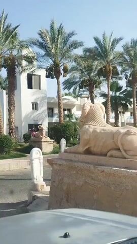 The video captures a sunny day at a resort in Egypt. The camera is likely inside a vehicle, possibly driving, as it focuses on a row of stone lion statues lining the street. Tall palm trees sway gently in the background, interspersed with a white two-story building. People can be seen walking around the buildings. The overall atmosphere is tropical and peaceful.