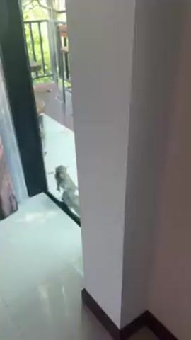 The video shows two monkeys on a porch outside a sliding glass door. The porch has a wooden deck and a black railing, with trees and greenery visible in the background. There are two wooden barstools with reddish-brown cushions on the porch. The monkeys are small and greyish-brown in color. One monkey is sitting near the glass door while the other is standing behind it. The floor inside the room is light-colored tile. The camera is stationary and records from inside the room, looking out onto the porch.