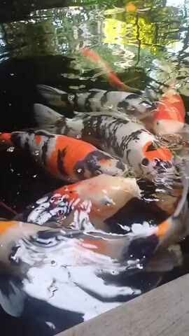 The video shows a close-up view of several koi fish swimming in dark water. The fish are of various colors, including white, orange, black, and mottled patterns. The water surface is rippling, and some of the fish appear to be feeding or interacting with each other near the surface. The reflection of greenery and possibly trees can be seen on the water's surface. A wooden edge is visible in the lower right corner of the frame.