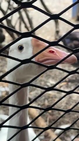 A close-up shot, behind a wire fence, shows the head and neck of a white goose. The goose's beak is open and its tongue is visible. The background is blurred but appears to be an outdoor setting with other birds.