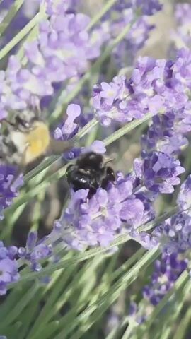 This is a close-up, shallow depth of field video of a bumblebee pollinating lavender flowers. The bumblebee is black and yellow and is actively moving among the purple lavender blooms. The background is blurred, highlighting the bee and the flowers. The lighting suggests it is daytime, likely sunny, given the bright illumination of the flowers. The scene appears to be an outdoor garden or field, given the natural setting of the lavender plants. The focus is entirely on the natural interaction between the bee and the flowers, conveying a sense of peaceful, natural activity. There is no visible text in the video. The context provided is Albstadt, Germany, suggesting this scene is from that location.