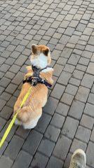 Corgi in purple harness walks Krasnoyarsk streets
