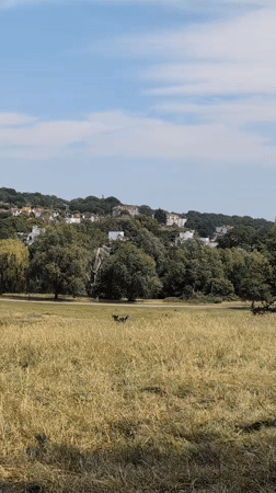Lazy summer morning on a London green space