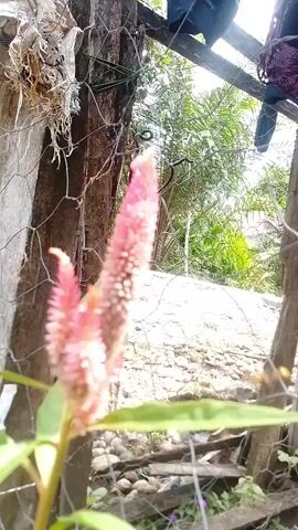 A close-up shot focuses on a pink and green flower with a fuzzy texture. The flower is positioned in the foreground, with a blurred background of greenery and a wooden fence. A small insect, possibly a bee or wasp, is seen flying near the flower in the first few frames. The scene appears to be outdoors, with natural lighting. The video is short, lasting only a few seconds, and lacks any discernible human presence or interaction beyond what may be suggested by the presence of the fence.