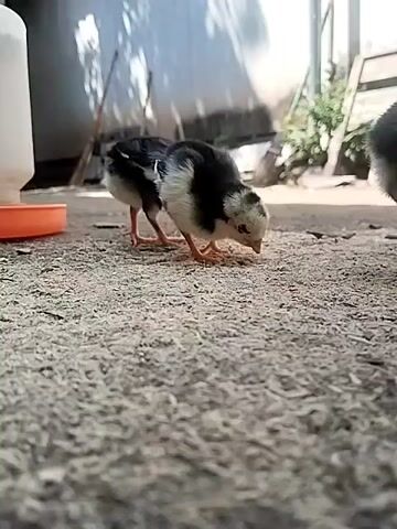 A low-angle shot shows five baby chicks on a ground covered with wood shavings. The chicks are black and white. They are pecking at the ground. There is an orange plastic dish and a white plastic water dispenser in the background.