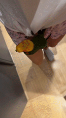 A conure parrot's rainy morning in Khimki