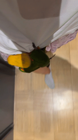A conure parrot's rainy morning in Khimki