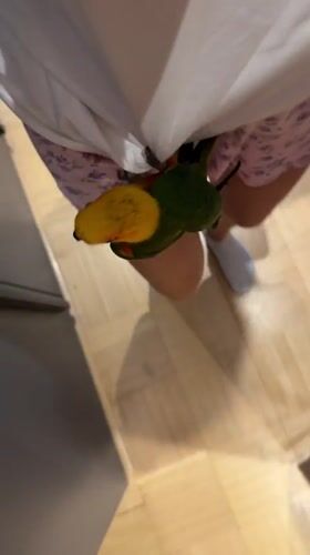 A conure parrot's rainy morning in Khimki
