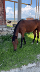 Horses graze near homes in Kaspiysk, Russia