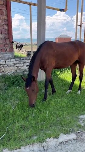 Horses graze near homes in Kaspiysk, Russia