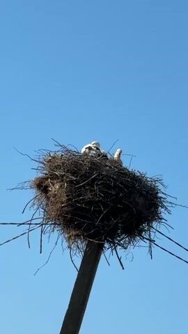 The video shows a low-angle shot of a bird's nest made of twigs and straw, perched atop a pole against a clear blue sky. Two young birds, likely chicks, are visible in the nest. One chick is facing left and appears to be looking down, while the other chick is facing right. Both chicks are light-colored and appear to be covered in downy feathers. The nest is large and somewhat messy, with twigs sticking out in various directions. The pole supporting the nest is dark and appears to be made of wood or metal. Electrical wires are visible in the foreground, running diagonally across the lower part of the frame. The overall impression is a serene and natural scene, capturing a moment in the life of young birds in their home.