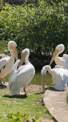 Pelicans and swans spotted at Sofia pond amid spring blooms