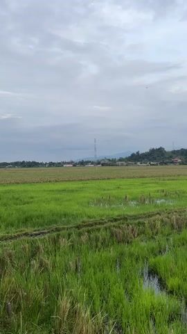 This media file depicts a rural Indonesian landscape, likely in Mee Pangwa, Indonesia. The scene is dominated by a vast, green rice paddy, with some areas showing stubble from a recent harvest, indicating a transitional period in the agricultural cycle. The paddy is partially flooded, reflecting the overcast sky.

In the background, a gentle, tree-covered hill rises, dotted with houses and buildings. A prominent telecommunications tower stands tall against the horizon, along with other smaller electrical infrastructure. A single bird is visible soaring in the sky, adding a sense of movement to the otherwise still landscape.

The time of day appears to be late afternoon or early evening, given the soft, diffused light and the cloud cover. The weather is overcast and likely humid, typical of Southeast Asia. The overall mood is one of tranquility and rural serenity, with a hint of human presence in the scattered settlements. There is no visible text in the media file.