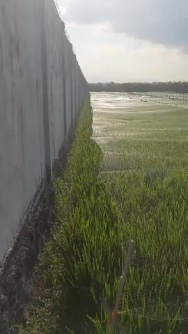 The video shows a side-to-side pan of a rice paddy field bordered by a tall concrete wall on the left. The field is covered with a green net and marked by wooden stakes. In the distance, there is a large house and trees. The sky is cloudy.