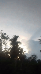Quiet moments captured in Lhokseumawe: palms, clouds, cat