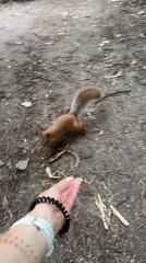 Squirrel feeding moment in a Kazan park